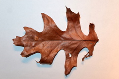 Polystepha pustuloides