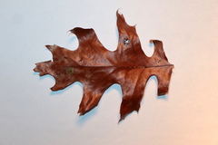 Polystepha pustuloides