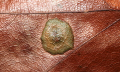 Polystepha pustuloides