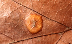 Polystepha pustuloides