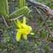 Vangueria triflora - Photo (c) Manuel R Popp, μερικά δικαιώματα διατηρούνται (CC BY), uploaded by Manuel R Popp