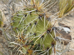Opuntia rastrera