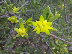 Vangueria triflora