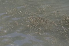 Zostera capensis