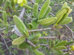 Vangueria triflora