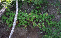 Pelargonium odoratissimum