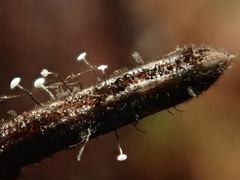 Antinoa juniperinella