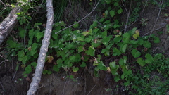 Pelargonium odoratissimum