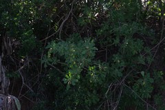 Othonna triplinervia