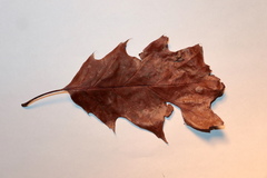 Callirhytis favosa