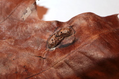 Callirhytis favosa
