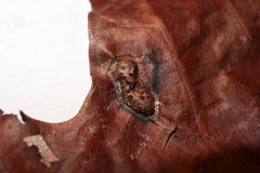 Callirhytis favosa