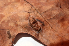 Callirhytis favosa