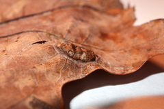 Callirhytis favosa