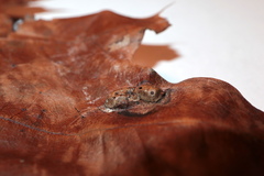 Callirhytis favosa