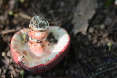 Russula amarissima