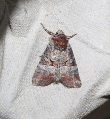 Mesoligia literosa