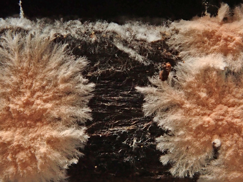 Etheirodon fimbriatum