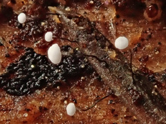 Antinoa juniperinella