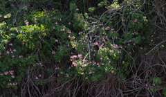 Pelargonium frutetorum