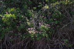 Pelargonium frutetorum