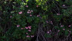 Pelargonium frutetorum