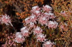 Serruria rostellaris