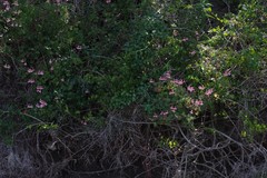 Pelargonium frutetorum