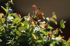 Marpesia petreus