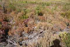 Serruria rostellaris