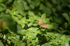 Cissia phronius
