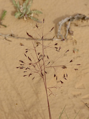 Muhlenbergia pungens