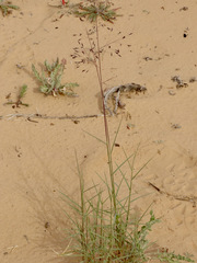 Muhlenbergia pungens
