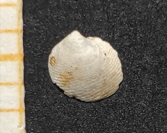 Lucinella divaricata