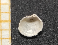 Lucinella divaricata