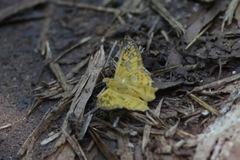 Myscelus
