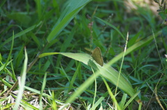 Cissia phronius