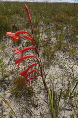 Watsonia fergusoniae