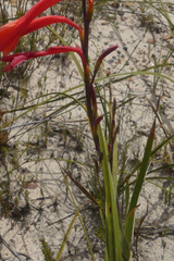 Watsonia fergusoniae