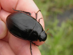 Hydrophilus aterrimus