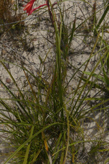 Watsonia fergusoniae