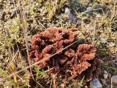 Thelephora terrestris