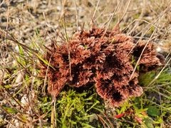 Thelephora terrestris