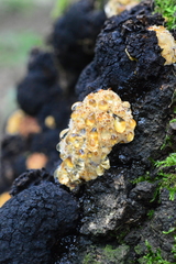 Inonotus nidus-pici
