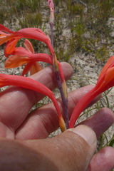 Watsonia fergusoniae