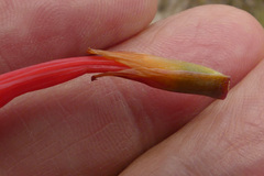 Watsonia fergusoniae