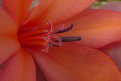 Watsonia fergusoniae