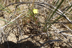 Camissonia strigulosa