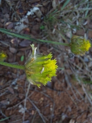 Lasiosiphon sericocephalus