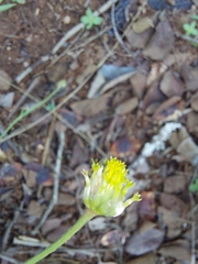 Lasiosiphon sericocephalus